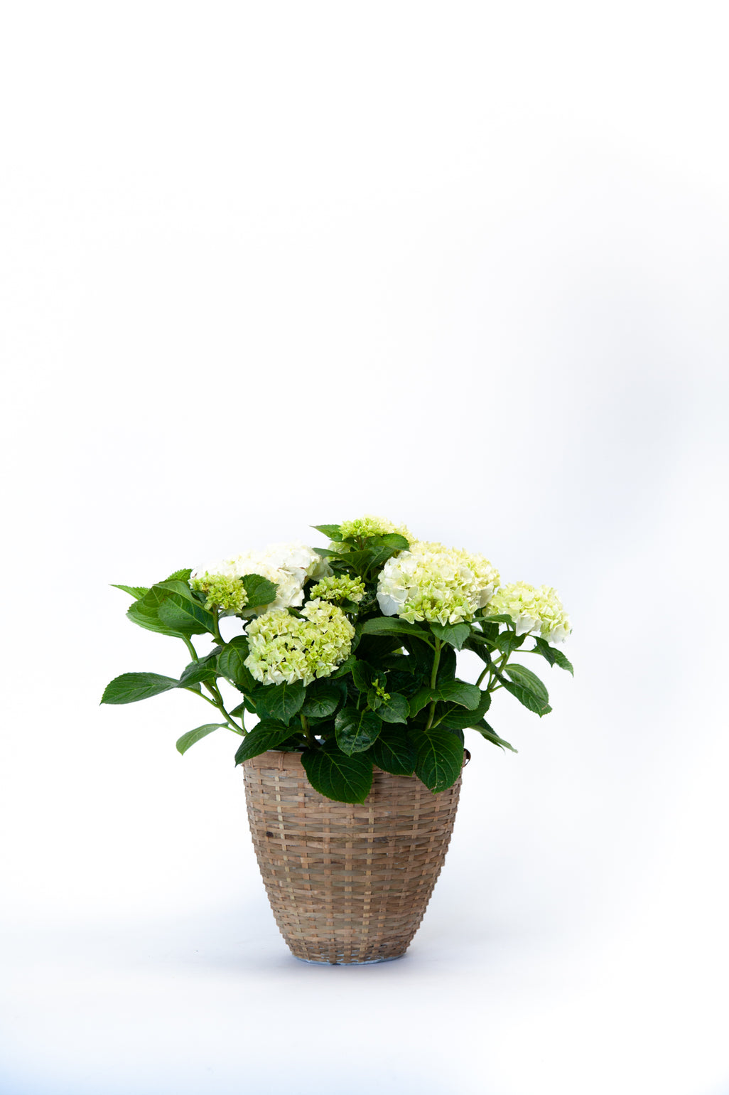 products/IMG_3785.jpg
